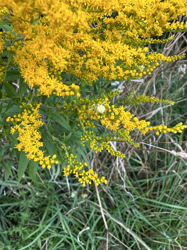Goldenrod Crab Spider