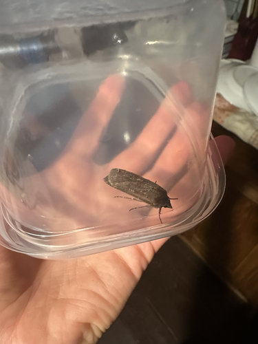 Large Yellow Underwing