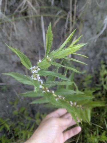Rough Bugleweed