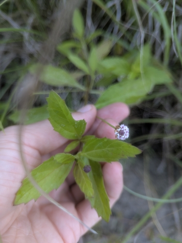 lanceleaf frogfruit