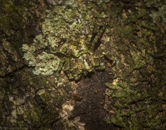 Stephanopis carcinoides