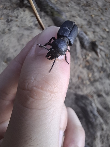 Black Longicorn Beetle
