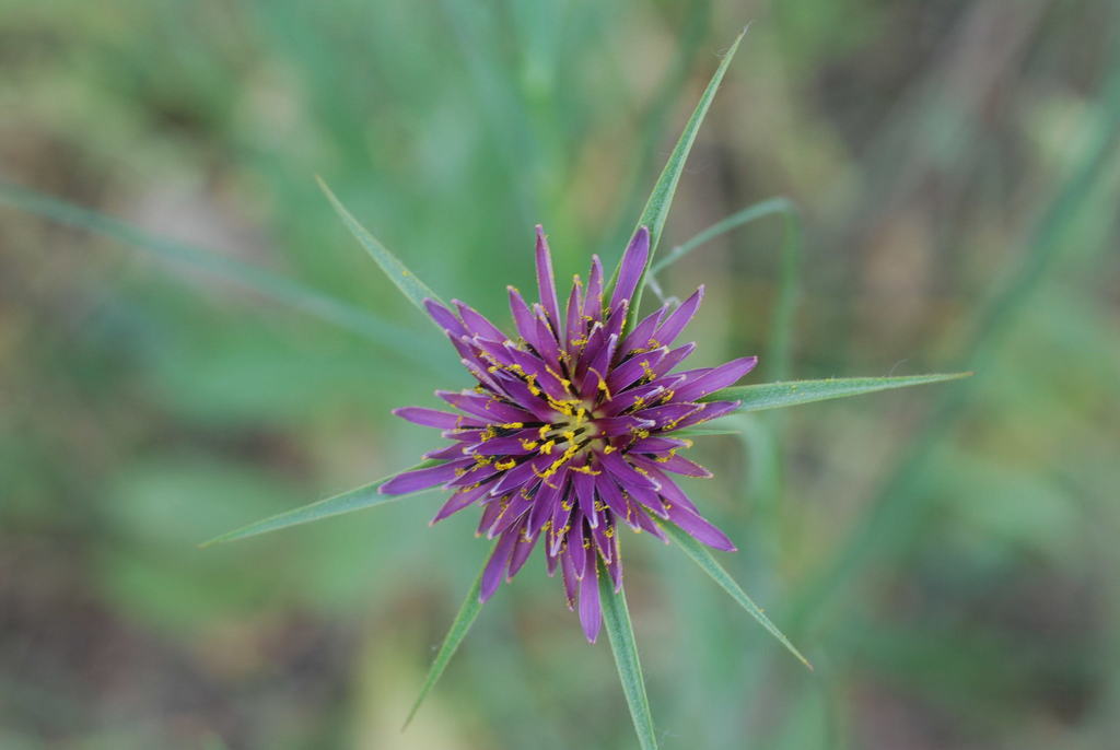Tragopogon angustifolius