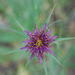 Tragopogon angustifolius - Photo no rights reserved, uploaded by Quentin Groom