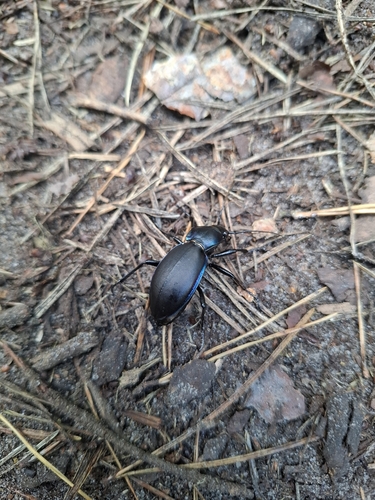 Violet ground beetle