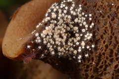 Volutella ciliata