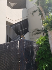 Sciurus niger