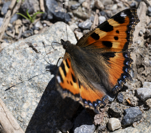 Small Tortoiseshell