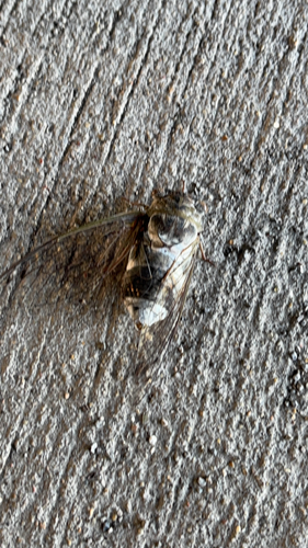 Northern Dusk-singing Cicada