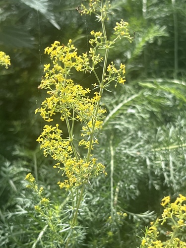 Lady's Bedstraw