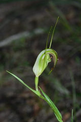 Pterostylis grandiflora