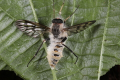 Furia ithacensis