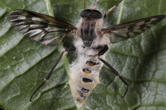 Furia ithacensis