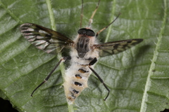 Furia ithacensis