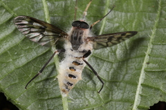 Furia ithacensis