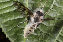 Furia ithacensis