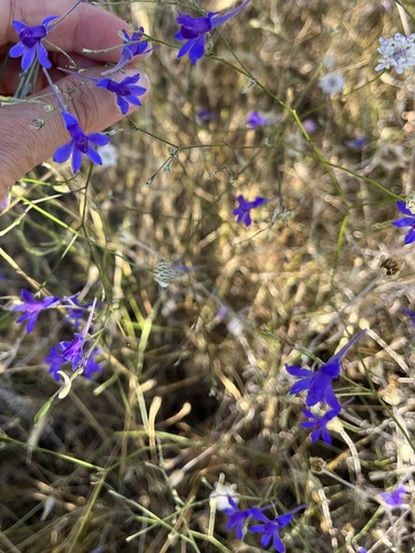 Forking Larkspur
