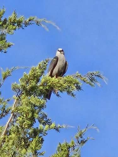 Mississippi Kite