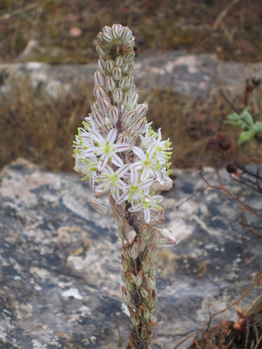 Drimia maritima