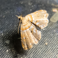 Lathrotelinae