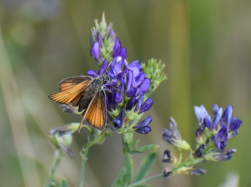 Essex Skipper