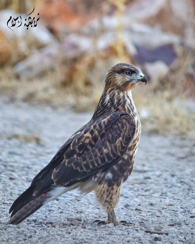 Atlas Long-legged Buzzard