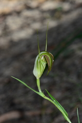 Pterostylis grandiflora