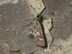 Amblyscirtes aesculapius