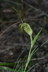 Pterostylis grandiflora