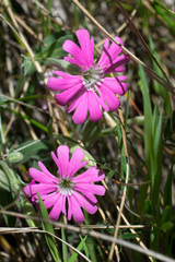 Silene hookeri