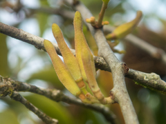 Dendrophthoe pentandra