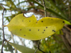 Dendrophthoe pentandra