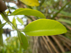 Dendrophthoe pentandra