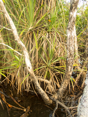 Dendrophthoe pentandra