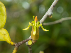 Dendrophthoe pentandra