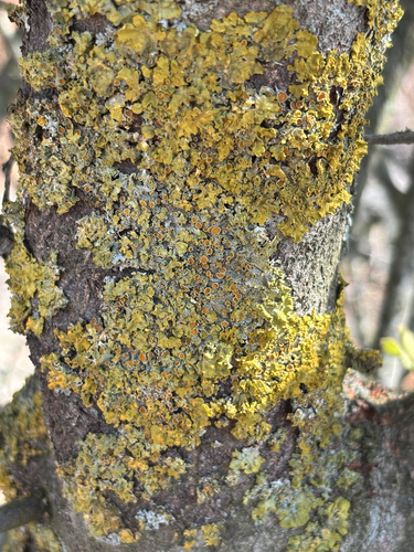 Common Sunburst Lichen