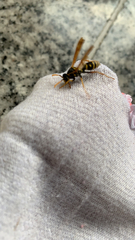 Polistes chinensis