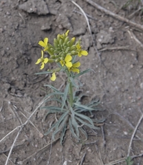 Erysimum asperum
