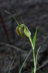 Pterostylis grandiflora