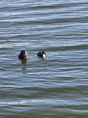 Eurasian Coot