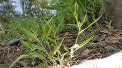 Dichanthelium lanuginosum