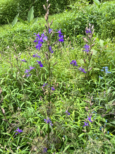Delphinium ajacis observed 2026-08-12