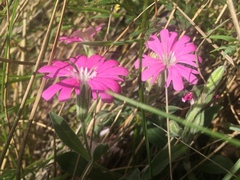 Silene hookeri