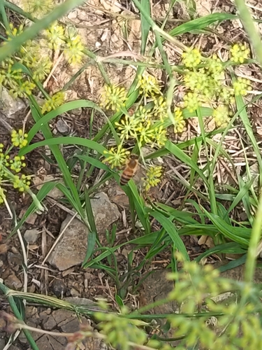 Western Honey Bee