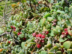 Chenopodium triandrum
