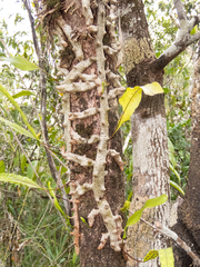 Lecanopteris sinuosa