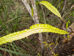 Lecanopteris sinuosa