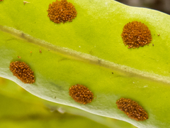 Lecanopteris sinuosa