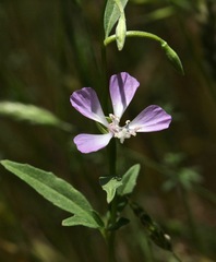Clarkia delicata