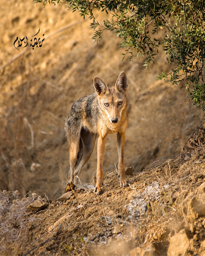 African Wolf